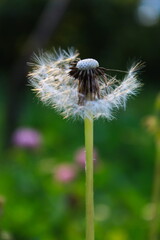 Blown dandelion on the grass of the meadow.