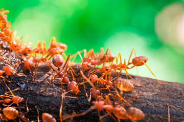 red ant, action ant drinking water drop on the branch big tree, in garden among green leaves blur background, selective eye focus and black backgound, macro