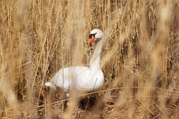 A Mute Swan (cygnus olor) in the Ziegeleipark, Heilbronn, Germany, Europe