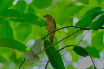 Brown-breasted flycatcher