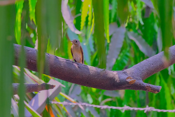 Brown-breasted flycatcher