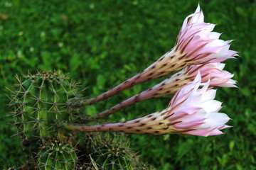 cactus flowers