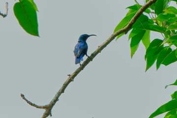 Purple Sunbird