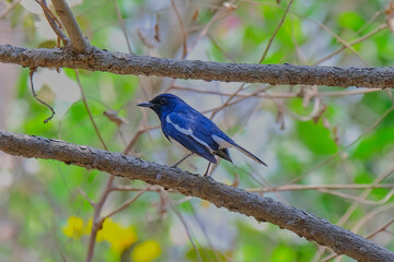 Oriental magpie robin