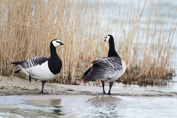 A Barnacle Goose (Branta leucopsis) at Nordsrand Peninsula, Germany Europe