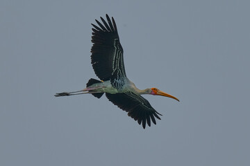 Painted Stork