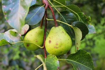 ripe pears on the branch before harvesting