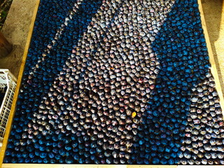 Plums stacked side by side on a wooden stand ready for drying.