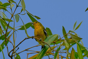 Common Iora