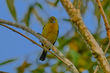 Common Iora