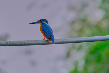 Common Kingfisher