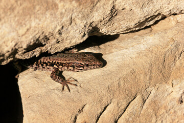 Wall Lizard at a wall, Wartberg, Heilbronn, Germany, Europe