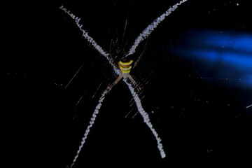 Spider