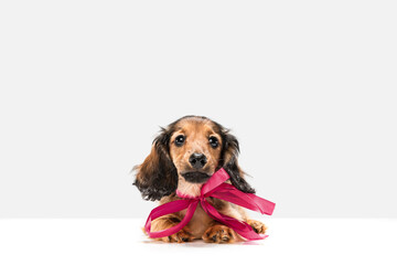 Cute puppy, dachshund dog posing isolated over white background