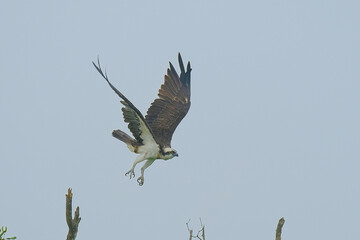 Osprey