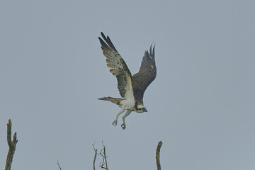 Osprey