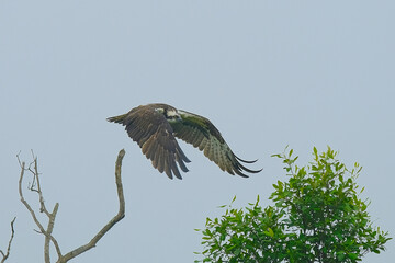 Osprey
