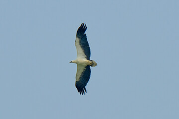 White-bellied Sea-Eagle