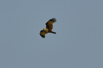 Brahminy Kite