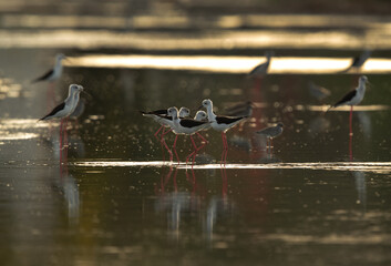 Fototapeta premium Black-winged Stilt and reflection on water at Hamala , Bahrain
