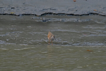 Fototapeta premium Common Sandpiper