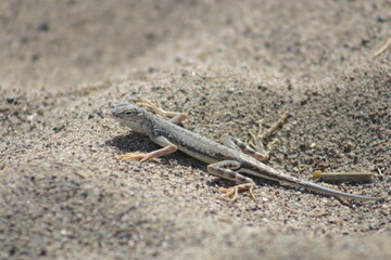 Desert Iguana in a Sand Divet Blending in to Its Environment for Camouflage