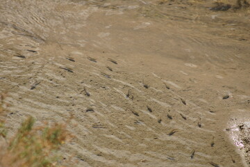 Endangered Desert Pupfish in Death Valley Habitat Salt Creek, California Gathering to Spawn