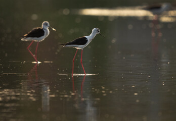 Black-winged Stilts and reflection on water at Hamala, Bahrain