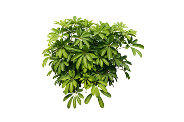 Plakat plant isolated include clipping path