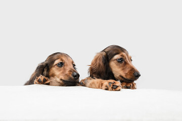 Cute puppies, dachshund dogs posing isolated over white background