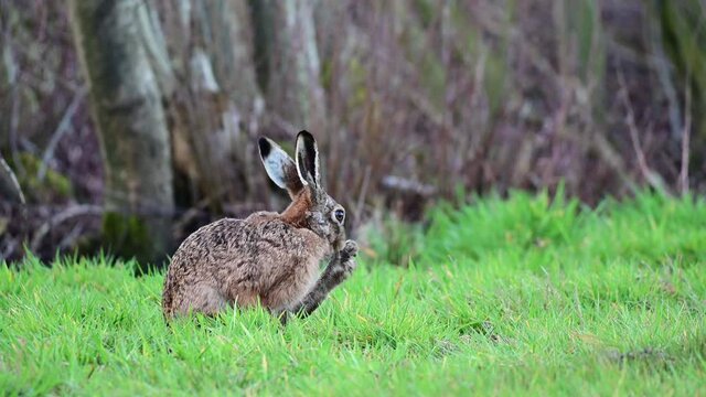 Brown hare sitting in the meadow and clean her leg, spring, (lepus capensis), germany
