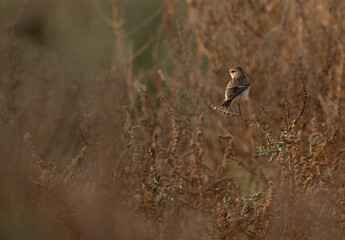 Stonechat perched on bush at Hamala, Bahrain