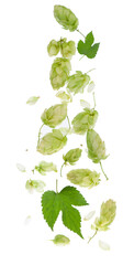 Fresh green hop branch, isolated on a white background. Hop cones for making beer and bread.