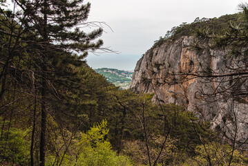 Naklejka premium landscape forest with rocks and pine trees