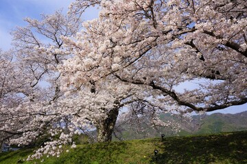 満開の桜の木
