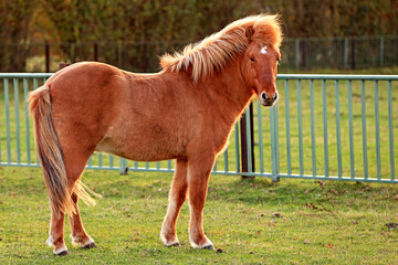 pony
