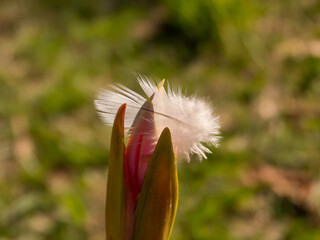 Single little feather over a closed flower