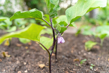 Purple Blossom of Eggplant. A lovely single tranluscent purple blossom hangs suspended from an eggplant in the spring garden.