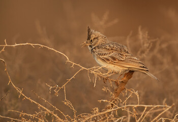 Crested Lark on a bush, Bahrain