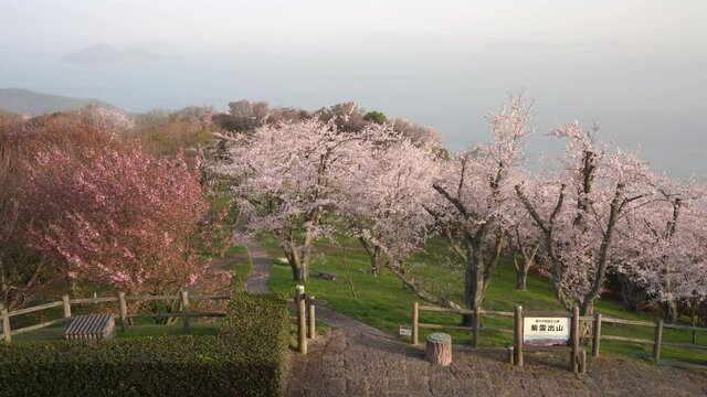 紫雲出山の桜