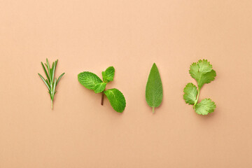 Sprig of rosemary, leave of mint, sage, cilantro isolated on colored background. Close up
