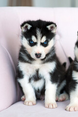 Young husky puppy on a chair in an interior photo studio