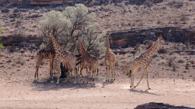 Six giraffes eating leaves and two of them walking gracefully along the dune on a sunny day in Kalahari Desert, Upington, South Africa.