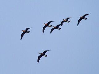 flock of wild geese (branta ruficollis) in natural habitat