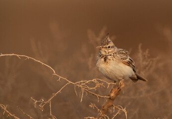 Portrait of a Crested Lark perched on a bush, Bahrain