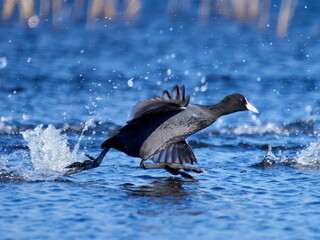 agitated coots on the lake in spring (fulica atra)