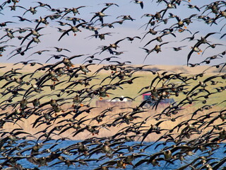 wild geese flying over the lake