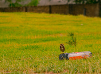 pequeña lechuza vizcachera posada en en llanta en el parque