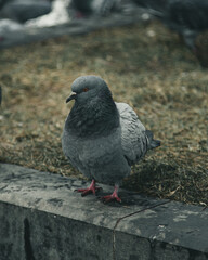 pigeon on the ground