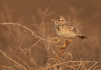 Crested Lark perched on a bush, Bahrain